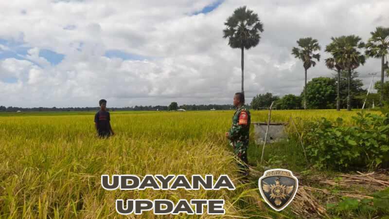 Babinsa Koramil 02/Rindi Umalulu Dampingi Petani, Pantau Pertumbuhan Padi di Desa Wanga