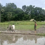 Pererat Kebersamaan, Babinsa Koramil 1618-04/Bisel Turun Ke Sawah Dan Beri Motivasi Kemajuan Ekonomi