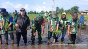 Turun ke Sawah, Babinsa Satar Mese Dorong Petani Wewo Genjot Produksi Padi