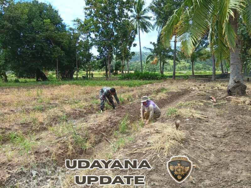 Babinsa Tanglapui Timur Bantu Warga Siapkan Lahan Pertanian di Alor Timur Laut