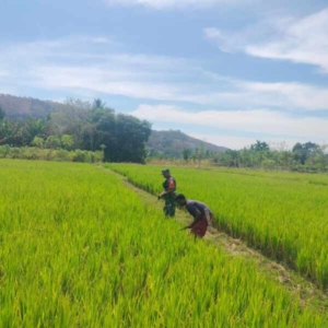 Wujud Kepedulian TNI, Babinsa Turun Langsung ke Lahan Pertanian Warga