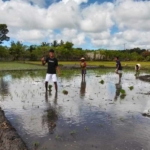Babinsa Pahunga Lodu Dampingi Petani Tanam Padi di Desa Palanggai