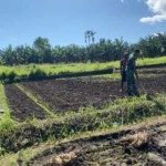 Babinsa Desa Pido Bantu Warga Olah Lahan Pertanian di Alor Timur Laut