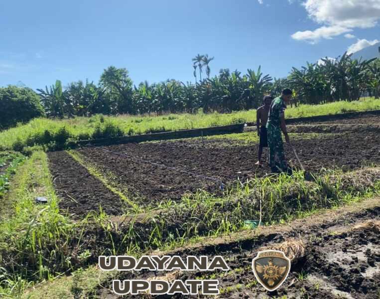 Babinsa Desa Pido Bantu Warga Olah Lahan Pertanian di Alor Timur Laut