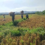 Amankan Hasil Panen, Babinsa Desa Hauteas Imbau Warga Segera Pindahkan Padi ke Tempat Lebih Aman