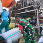 Babinsa Wulla Waijelu Bantu Petani Angkut Hasil Panen Padi di Desa Hadakamali