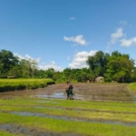 Babinsa Koramil 06/Karera Aktif Monitoring Wilayah dan Bantu Warga Sebar Bibit Padi