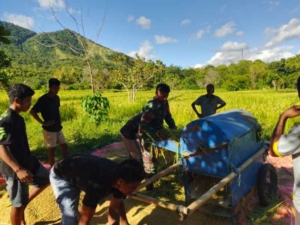 Babinsa Koramil 06/Karera Bantu Petani Rontok Padi di Tandula Jangga
