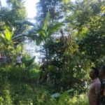 Babinsa Sukasada Dampingi Klarifikasi Isu Penebangan di Hutan Desa Sambangan