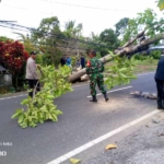 Pohon Jati Tumbang Tutup Jalur Pantai Saba, Babinsa dan Aparat Gabungan Bergerak Cepat Atasi Kemacetan