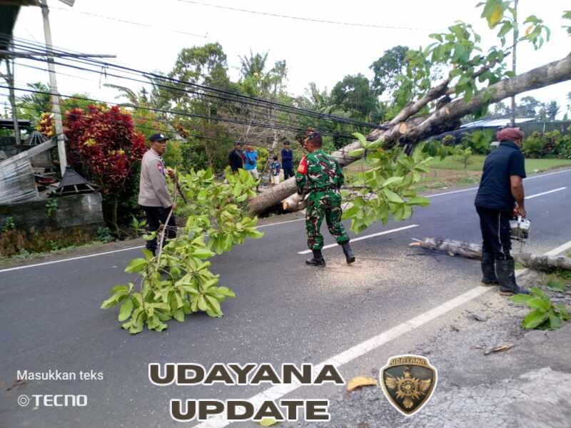 Pohon Jati Tumbang Tutup Jalur Pantai Saba, Babinsa dan Aparat Gabungan Bergerak Cepat Atasi Kemacetan