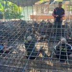 Pembangunan Jembatan Perintis Garuda di Buleleng Capai Progres 39 Persen