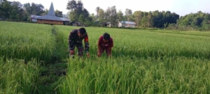 Babinsa Koramil 1601-04/Tabundung Pantau Pertumbuhan Padi di Desa Karita