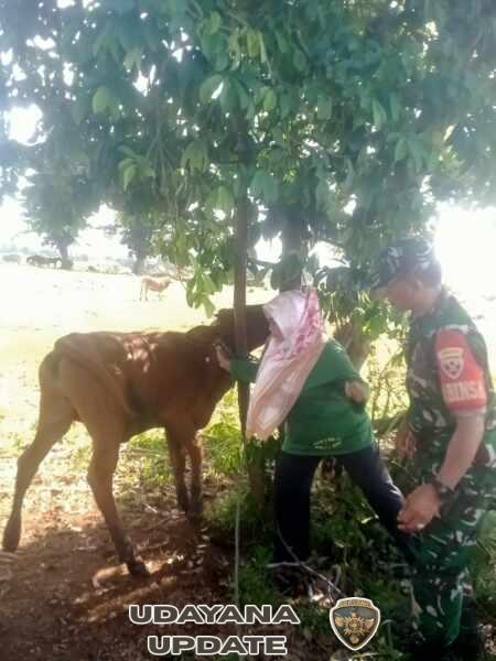 Peran Babinsa Kian Nyata, Kawal Kesehatan Ternak Demi Ketahanan Pangan