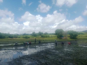 Babinsa Karera Dampingi Petani Tanam Padi Demi Ketahanan Pangan