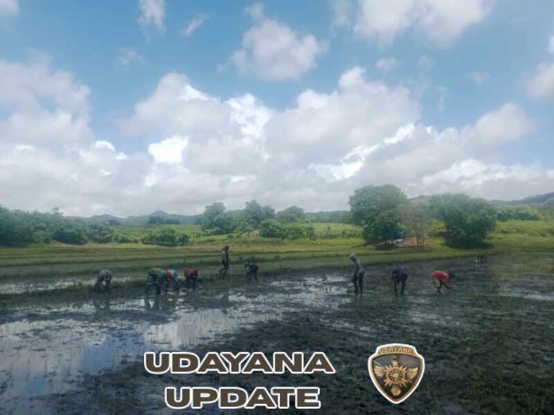 Babinsa Karera Dampingi Petani Tanam Padi Demi Ketahanan Pangan
