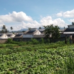 Babinsa Dampingi Petani Sawi Perkuat Ketahanan Pangan Desa