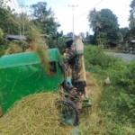 Babinsa Koramil 02/Walakaka Bantu Warga Rontok Padi di Desa Patiala Bawa