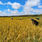 Koptu Alis Sinlae Laksanakan Monitoring Wilayah dan Bantu Petani Tanggadale