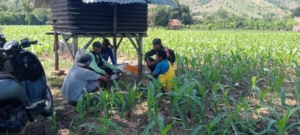 Babinsa Koramil 1614-06/Manggelewa kodim 1614/Domou Intensif Monitoring Wilayah dan Dampingi Petani Jagung