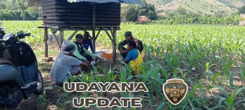 Babinsa Koramil 1614-06/Manggelewa kodim 1614/Domou Intensif Monitoring Wilayah dan Dampingi Petani Jagung