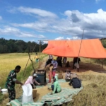 Babinsa Koramil Macang Pacar Dampingi Petani Panen Padi di Desa Rego
