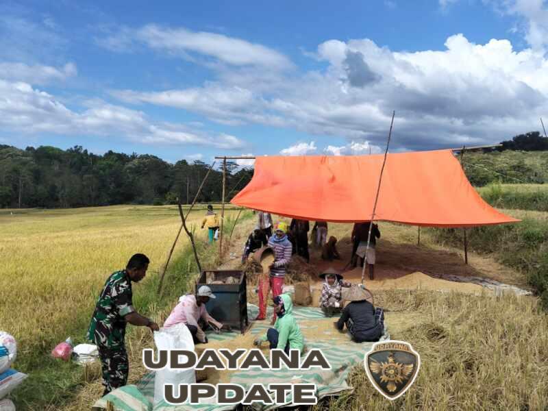 Babinsa Koramil Macang Pacar Dampingi Petani Panen Padi di Desa Rego