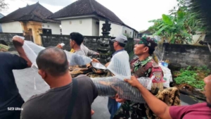 Respons Cepat Babinsa Ketewel, Bantu Evakuasi Warga Terseret Arus Sungai Beji Anakan