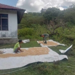 Babinsa Koramil 04/Tabundung Dampingi Petani Jemur Padi Pascapanen di Wudipandak