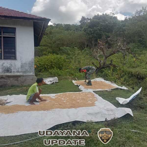 Babinsa Koramil 04/Tabundung Dampingi Petani Jemur Padi Pascapanen di Wudipandak