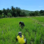 Babinsa Desa Elok Aktif Dampingi Petani Bersihkan Lahan Sawah