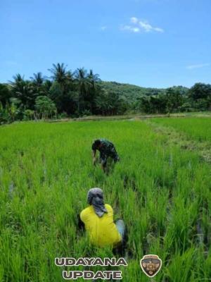 Babinsa Desa Elok Aktif Dampingi Petani Bersihkan Lahan Sawah