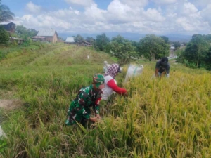 Babinsa Lembor Turun Sawah, Kobarkan Semangat Petani di Golo Kondeng