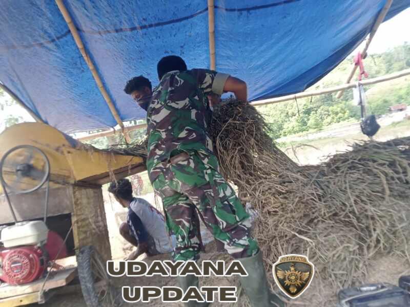 Babinsa Koramil 02/Walakaka Bantu Warga Rontok Padi di Lamboya Dete