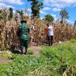 Babinsa Herman Suwadi Intens Dampingi Warga, Panen Jagung Jadi Penopang Ekonomi Desa